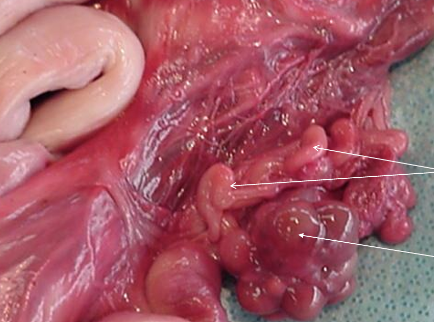 <p>Label the oviduct and ovary</p>