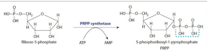 <p>using phosphoribosyl pyrophosphate synthetase and ATP in the first step in producing 5-phosphoribosyl-1-pyrophosphate - ribose-5-phosphate is the starting molecule, and synthetase has kinase activity so it adds pyrophosphate to make PRPP</p>