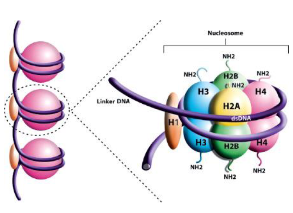 <ul><li><p>~1.47 bp of DNA wrapped around a histone core ~1.7 turns</p></li><li><p>a histone octamer containing 2 copies each of H2A, H2B, H3, and H4 histones</p></li></ul><p></p>