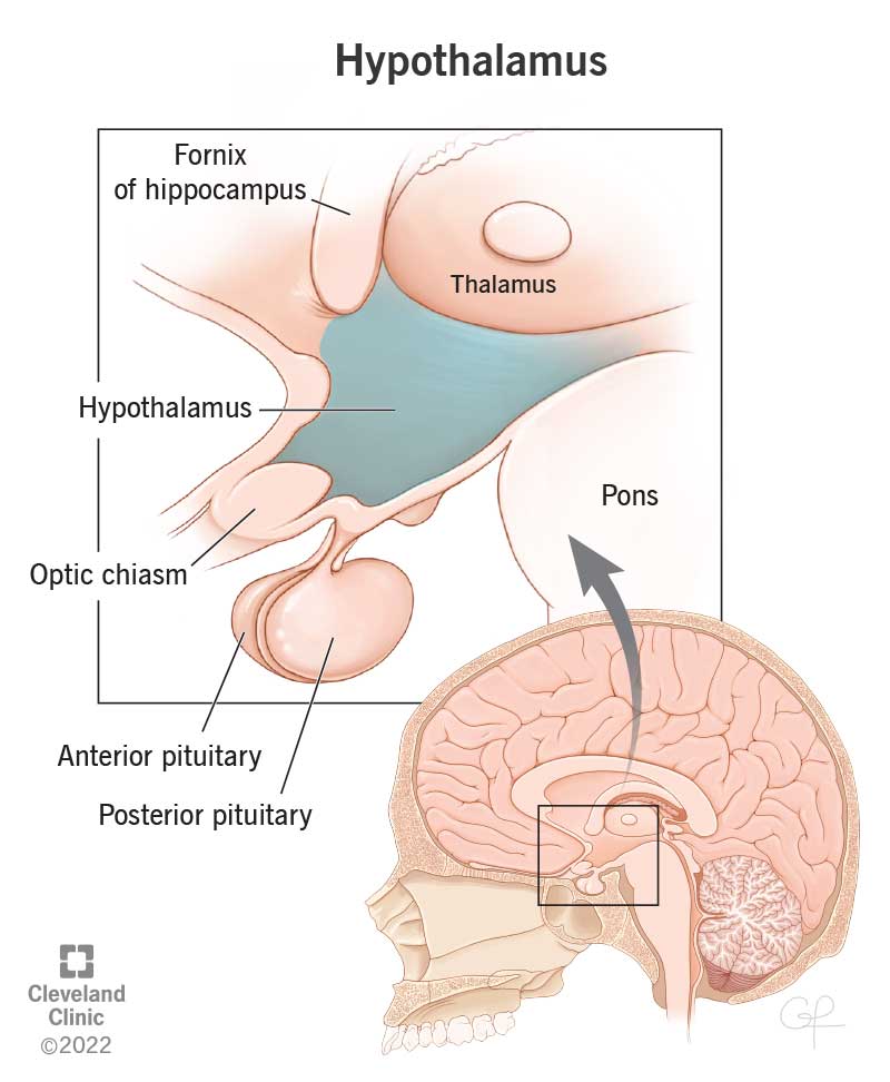 <p>secretes antidiuretic hormone (ADH) and oxytocin</p>