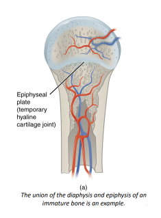 <p>Q: …… is an immovable joint in which the uniting medium is hyaline cartilage. </p><p>A. Symphysis </p><p>B. Synchondrosis </p><p>C. Syndesmosis </p><p>D. Gomphosis</p>