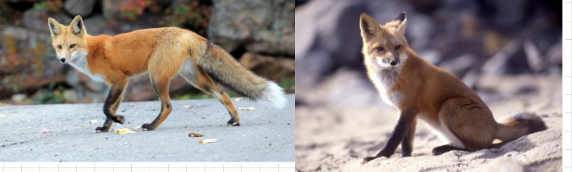 <p>What is the scientific name?</p>