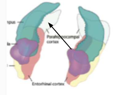 <p>parahippocampal gyrus</p>