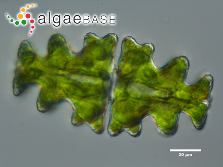 <p>Identify</p>