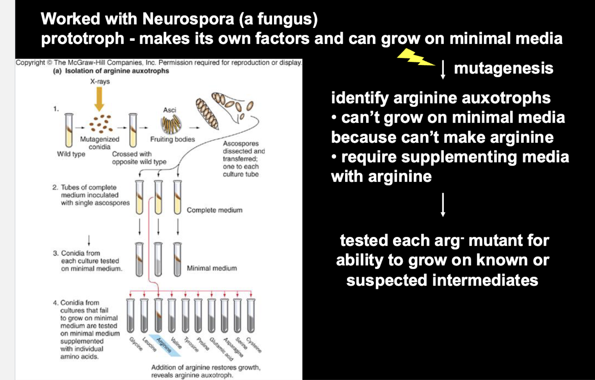 <p>Geneticists deliberately introduce mutations to affect protein function and study the effects</p><p></p><ol><li><p>X-rays damaged the DNA of wild-type Neurospora prototrophs.</p></li><li><p>Some mutations disrupted genes responsible for producing functional enzymes needed for arginine synthesis.</p></li><li><p>These fungi could no longer synthesize arginine and therefore could not grow on minimal media.</p></li><li><p>Scientists added individual amino acids to the growth media to determine which nutrient was missing.</p></li><li><p>When arginine supplementation restored growth, they identified the fungi as arginine auxotrophs.</p></li></ol><p></p>