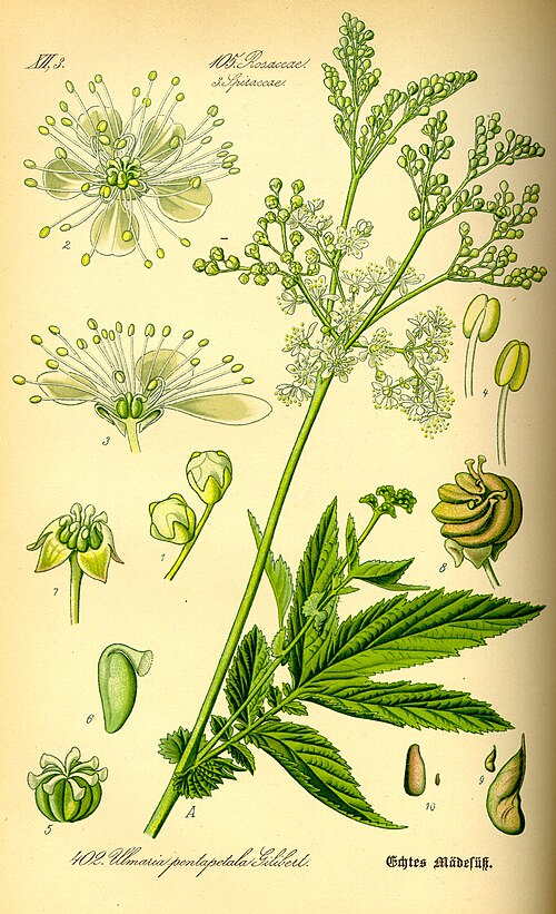 <p>Älggräs (Rosaceae)   (KÄNN IGEN PÅ BLAD)</p>