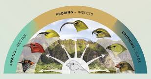 <p>Evolutionary radiations </p>