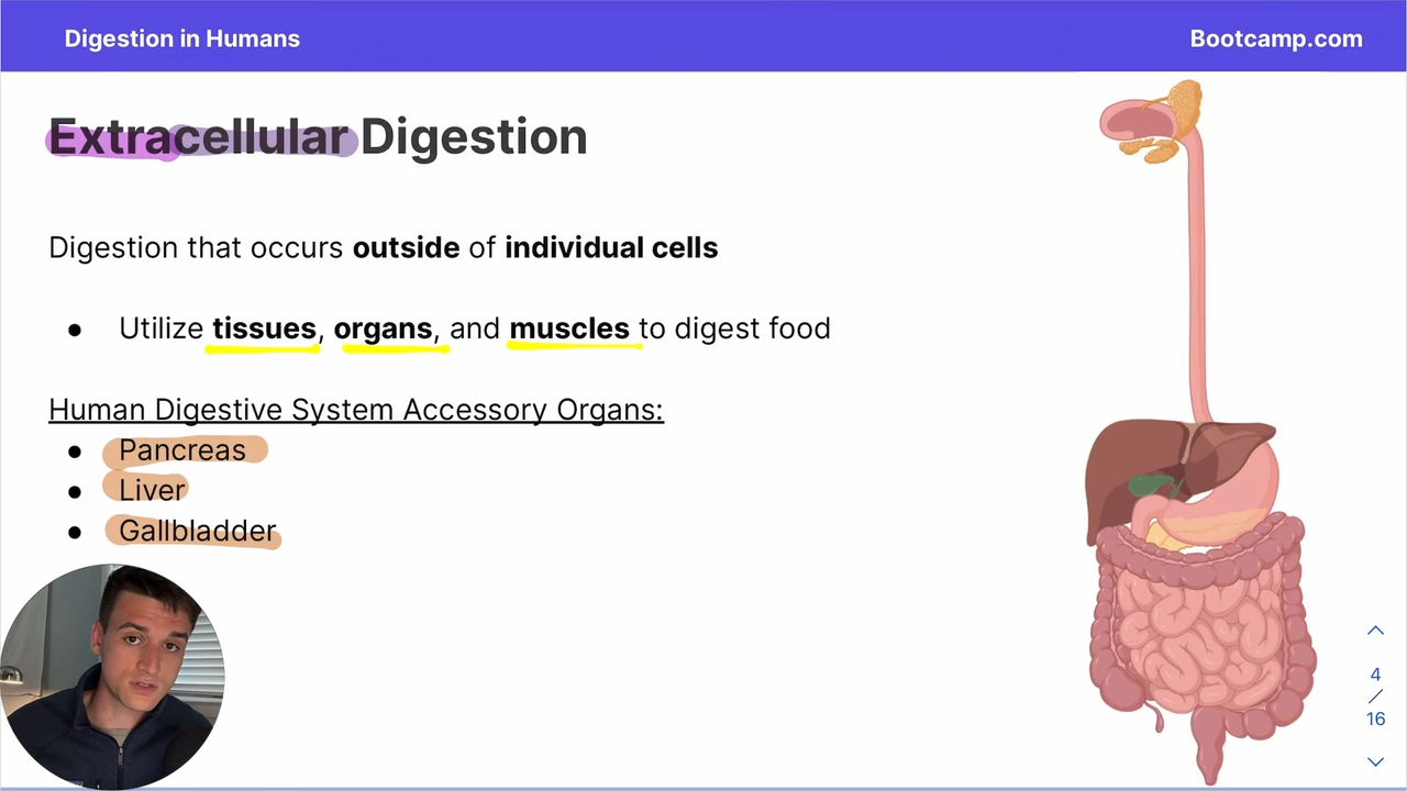<p>Gallbladder, liver, and pancreas</p>