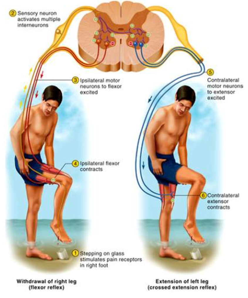 <ul><li><p><span style="background-color: transparent;">Maintains balance by extending other leg</span></p></li><li><p><span style="background-color: transparent;">Intersegmental reflex extends up and down the spinal cord</span></p></li><li><p><span style="background-color: transparent;">Contralateral reflex arcs explained by pain at one foot causes muscle contraction in other leg</span></p></li></ul><p></p>