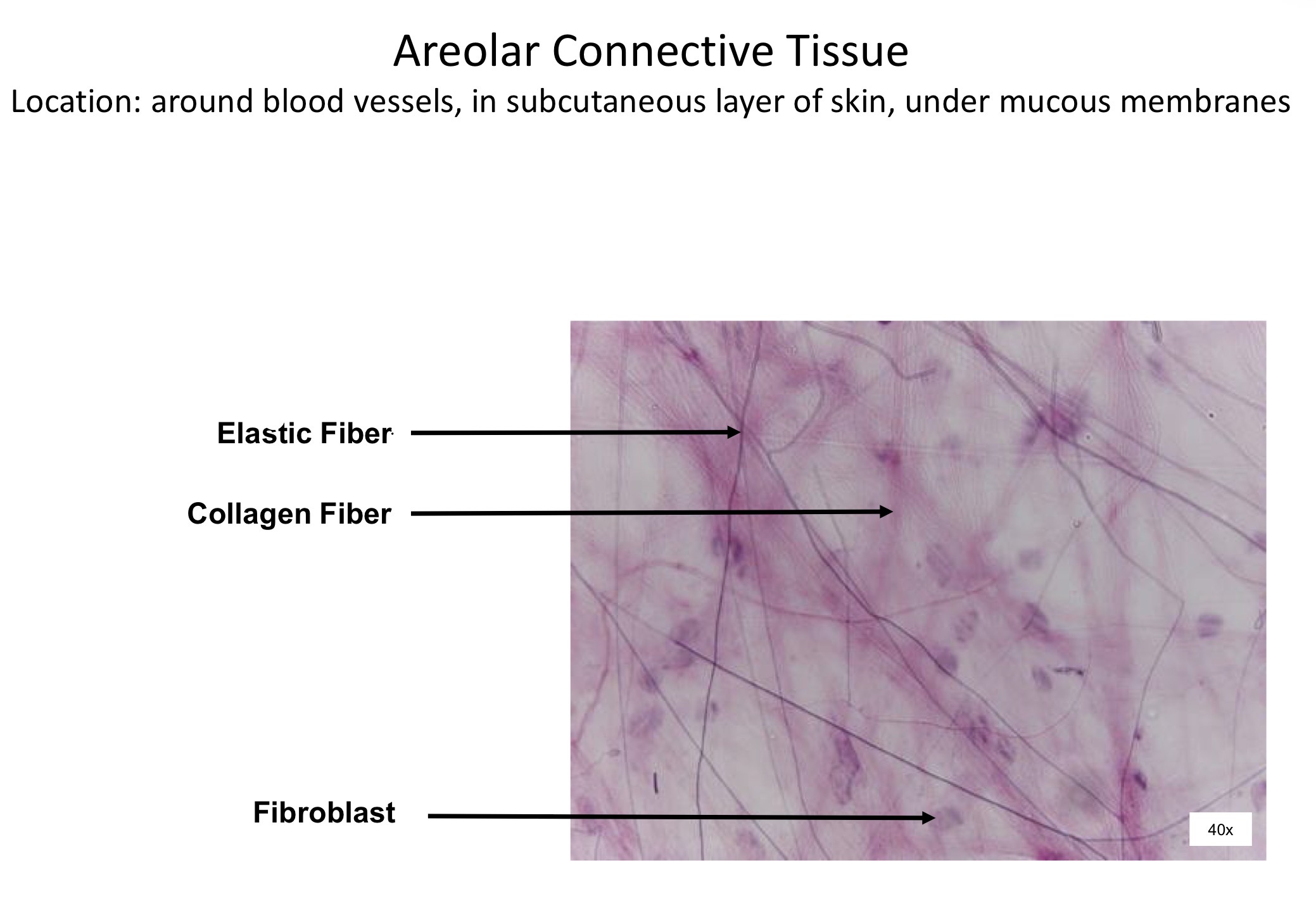<ol><li><p>Elastic fiber </p></li><li><p>Collagen Fiber</p></li><li><p>Fibroblast </p></li></ol><p></p>