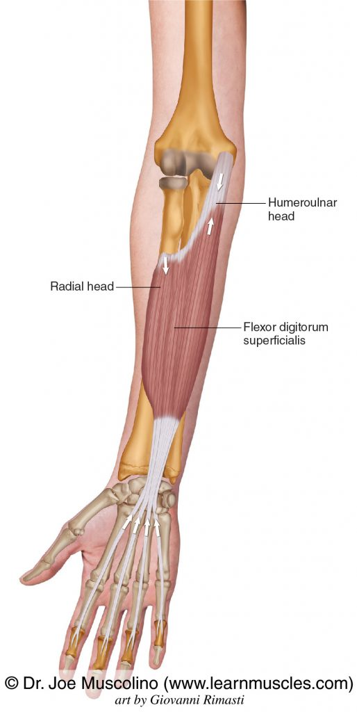 <p>lower arm inner muscle </p>
