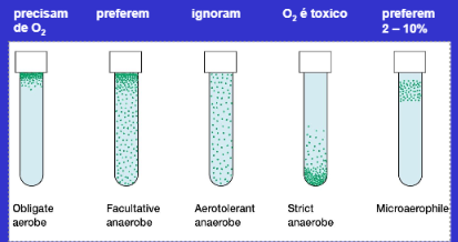 <ul><li><p>aeróbias obrigatórias→ necessitam obrigatoriamente de O2→ crescem somente próximo a superfície do tubo</p></li><li><p>anaeróbias facultativas→ crescem melhor e mais rápido na presença de O2, mas conseguem continuar a crescem sem ele→ são as mais adaptáveis→ crescem em maior quantidade na superfície, mas estão por todo o tubo</p></li><li><p>aerotolerantes→ metabolismo estritamente anaeróbio, mas não morrem na presença de O2→ espalhadas uniformemente no tubo</p></li><li><p>anaeróbias estritas→ O2 é tóxico→ estão somente na base do tubo</p></li><li><p>microaerófilas→ precisam de oxigénio em quantidades muito baixas→ fica próximo a superfície do tubo, mas não o mais próximo possível</p></li></ul><p></p>