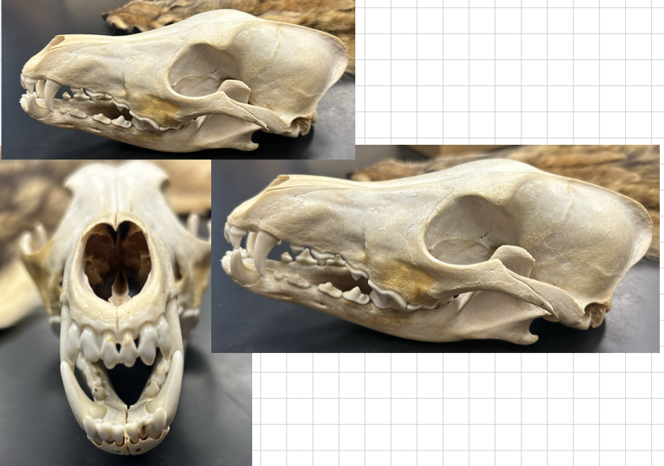 <p>Canis latrans</p>