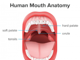 <p>Roof of mouth— hard and soft palate</p>