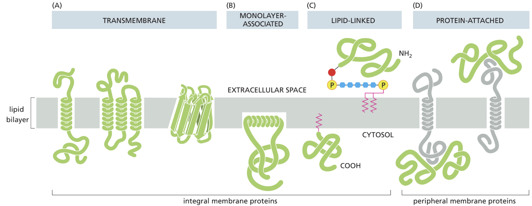 <p>transmembrane</p>