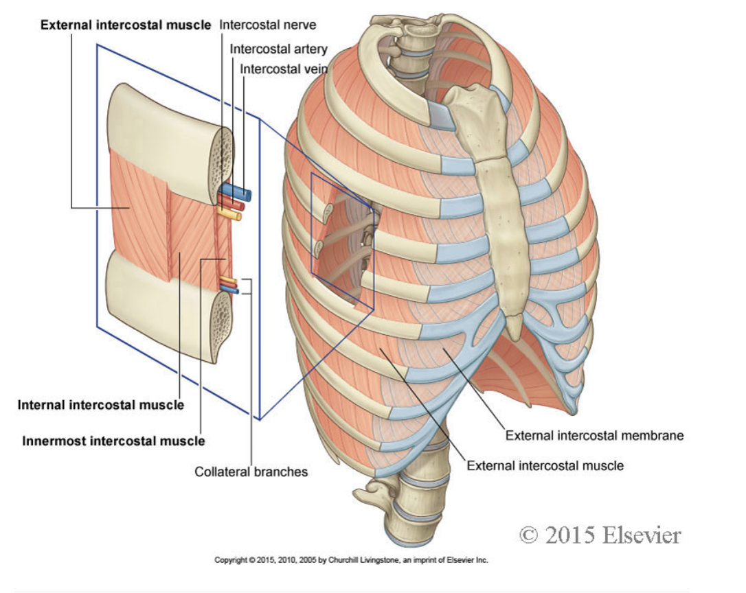 <p>The intercostal artery, vein and nerve travel together in the intercostal space. They lie at the lower border of each rib.&nbsp;</p>