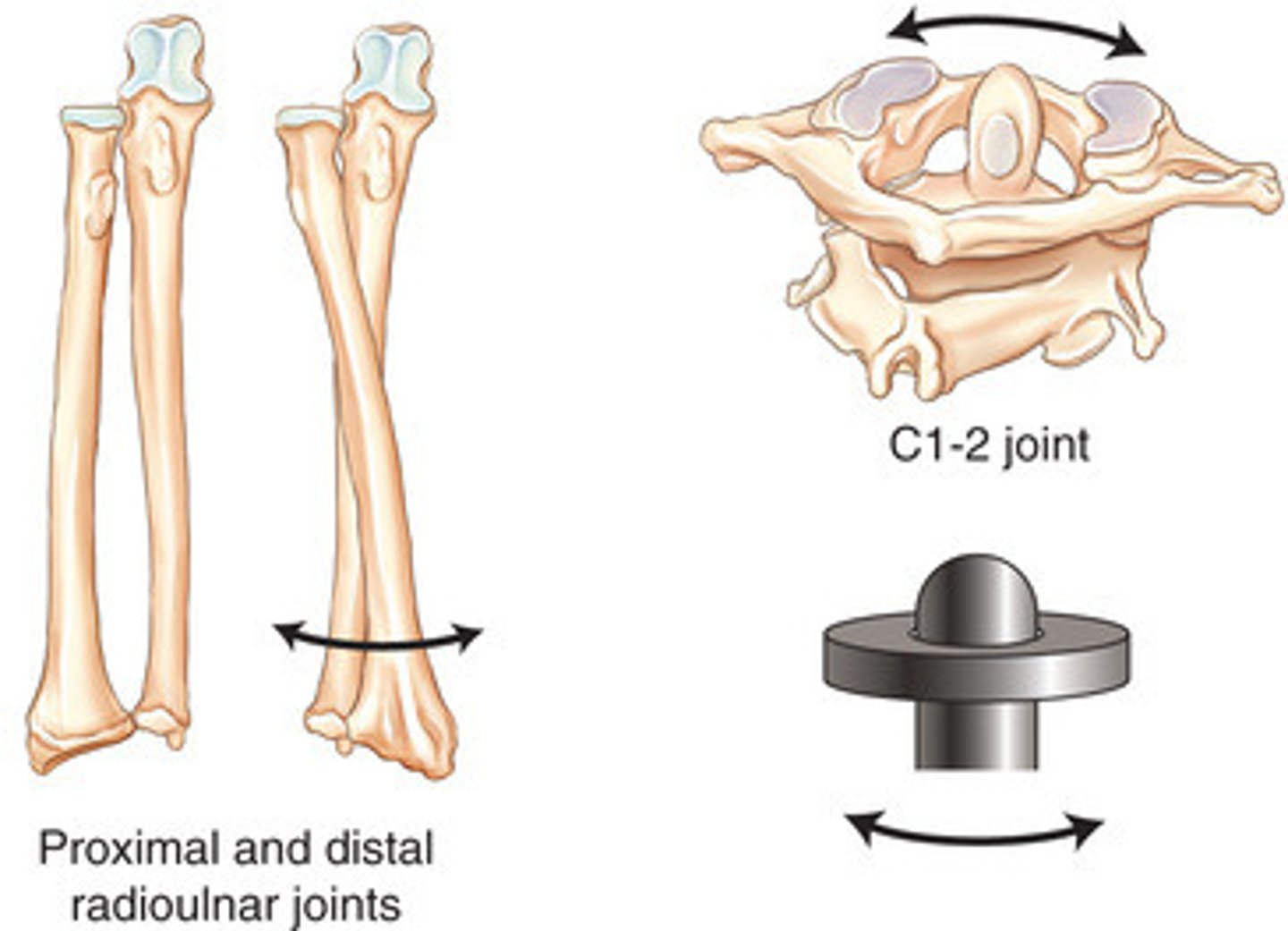 <p>Pivot Joint Movements</p>