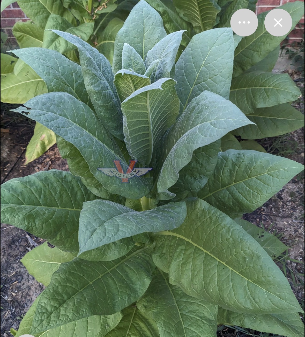 <p>Nicotiana tabacum</p>