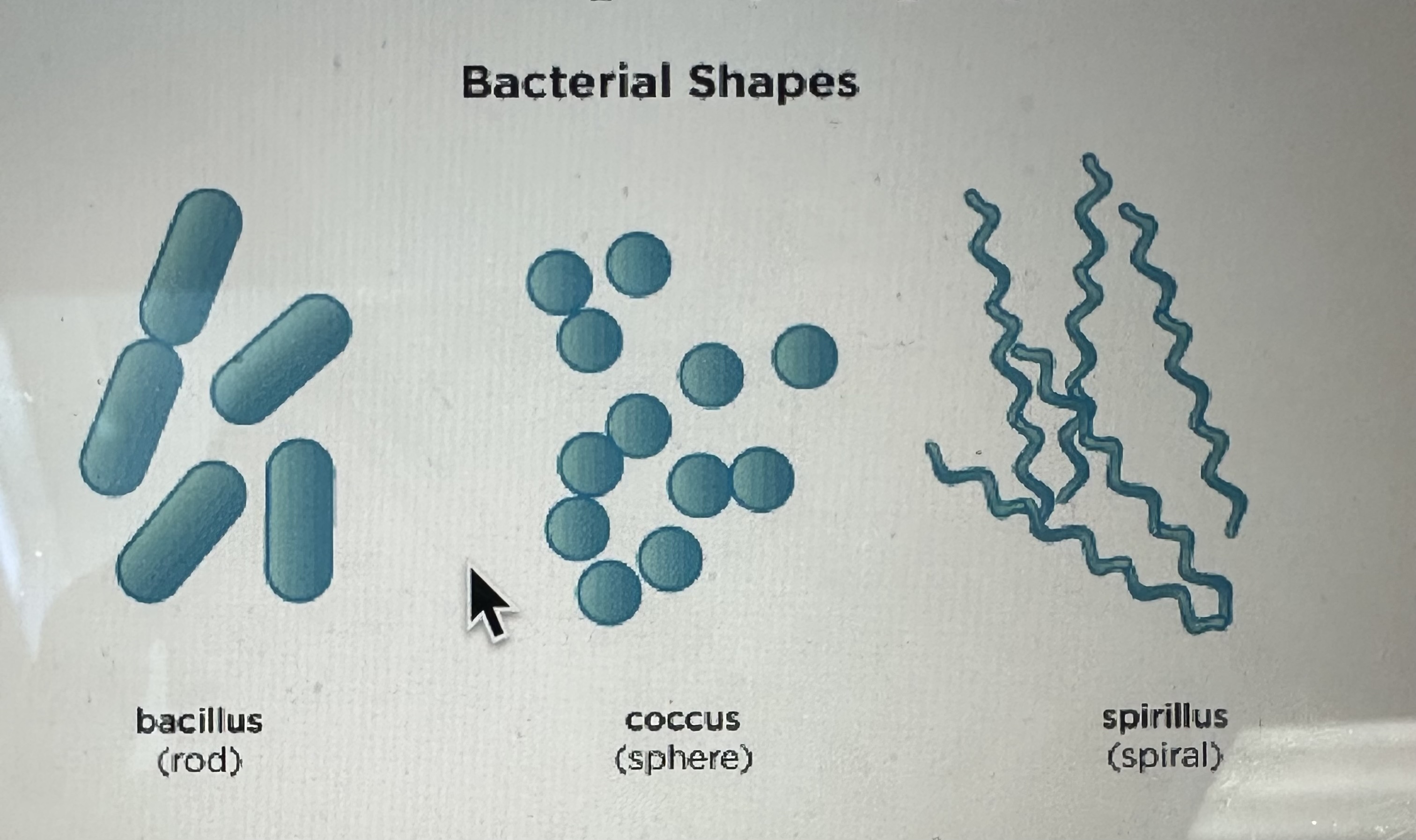 <p>Baccilus (rod), coccus (sphere), sprillus (spiral) </p>