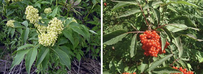 <ul><li><p>Small hard seeds inside red berries</p></li><li><p>Found in clusters on elderberry shrubs</p></li><li><p>Seeds remain after berry pulp removed</p></li><li><p>Raw seeds contain toxic compounds <span data-name="warning" data-type="emoji">⚠</span></p></li><li><p>More noticeable during fruiting season</p></li></ul><p></p>