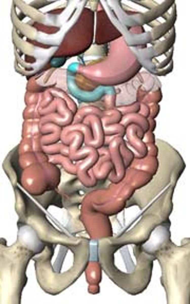 <p>first part of the small intestine, shortest but widest, has a mesentery, only superior part is intraperitoneal</p><p>4 parts create a C-shaped course around the pancreas --> joins jejunum at the duodenaljejunal flexure (held in place by suspensory m. of duodenum/ l. of Treitz)</p>