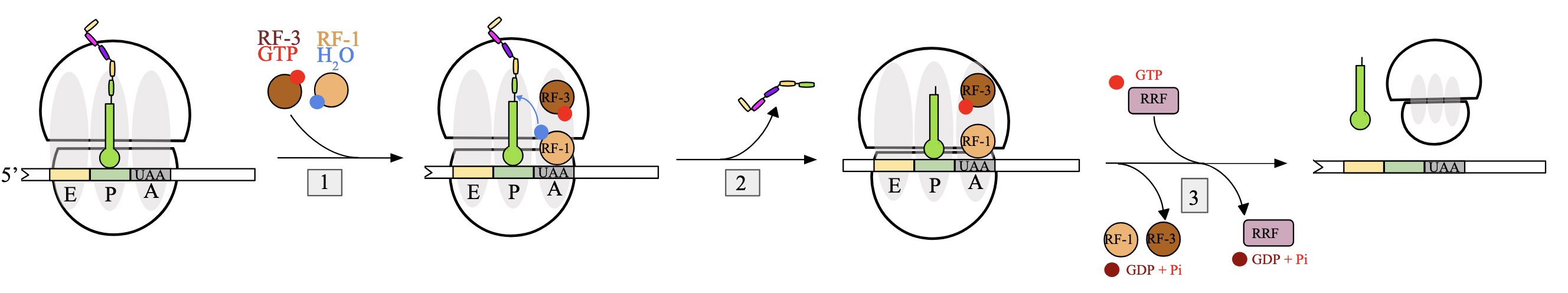 <p>no aminoacyl-tRNA molecules with anticodons complementary to 3 STOP codons; UAA, UGA, UAG.</p><p>when encountered at A site of the ribosome, they are instead recognized by <strong>release factors</strong> (RFs)</p><ol><li><p><strong>binding of release factor</strong>: when STOP codon is encountered in A site, RF-1 or RF-2 binds assisted by GTP-bound RF-3. RF will carry a molecule of water with them</p></li><li><p><strong>peptide release</strong>: water molecule provided by RF used by ribosome to hydrolyze ester bond between pp chain and P site tRNA, releasing polypeptide </p></li><li><p><strong>complex dissociation</strong>: RF-3 hydrolyzes GTP to GDP, leading to dissociation of RF. ribosomal release factor (RRF) binds ribosome and triggers release of entire translation complex by GTP hydrolysis</p></li></ol><p></p>