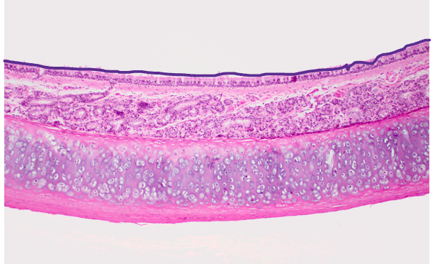 <p><span style="font-family: Calibri, sans-serif;">id + func.</span></p>