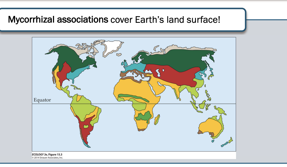<ul><li><p> plant and fungi</p></li><li><p><span style="background-color: inherit; line-height: 19.55px; color: windowtext;">Plants form strong relationships with fungi</span><span style="line-height: 19.55px; color: windowtext;">&nbsp;</span></p></li><li><p class="Paragraph SCXO230156292 BCX0" style="text-align: left;"><span style="background-color: inherit; line-height: 19.55px; color: windowtext;">Fungi give more access to volume of soil so they can draw&nbsp;</span><span style="line-height: 19.55px; color: windowtext;">&nbsp;</span></p><ul><li><p class="Paragraph SCXO230156292 BCX0" style="text-align: left;"><span style="background-color: inherit; line-height: 19.55px; color: windowtext;">Can also mobilize phosphate</span><span style="line-height: 19.55px; color: windowtext;">&nbsp;</span></p></li></ul></li><li><p class="Paragraph SCXO230156292 BCX0" style="text-align: left;"><span style="background-color: inherit; line-height: 19.55px; color: windowtext;">If lost -> short lived species (terminal branches -> don’t leave descendants)</span><span style="line-height: 19.55px; color: windowtext;">&nbsp;</span></p><ul><li><p class="Paragraph SCXO230156292 BCX0" style="text-align: left;"><span style="background-color: inherit; line-height: 19.55px; color: windowtext;">Lose it when they become carnivorous because they can digest insects instead of from soil</span><span style="line-height: 19.55px; color: windowtext;">&nbsp;</span></p></li></ul></li></ul><p></p>