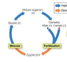 <p>Gametes - Fertilization - zygote - meisis - spores - mature organism</p>