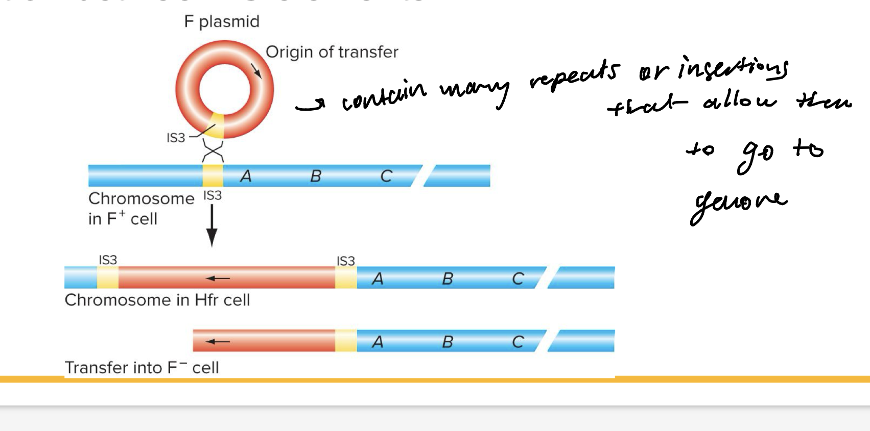 <p>F plasmid have 3 IS elements, which are identical to IS elements found at various positions on the bacterial chromosome</p><p>High frequency recombinant (Hfr) cells are formed when an F plasmid integrates into the bacterial chromosome through recombination btwn IS elements</p>