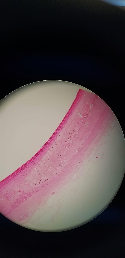 <p>what is this a sample of?</p>