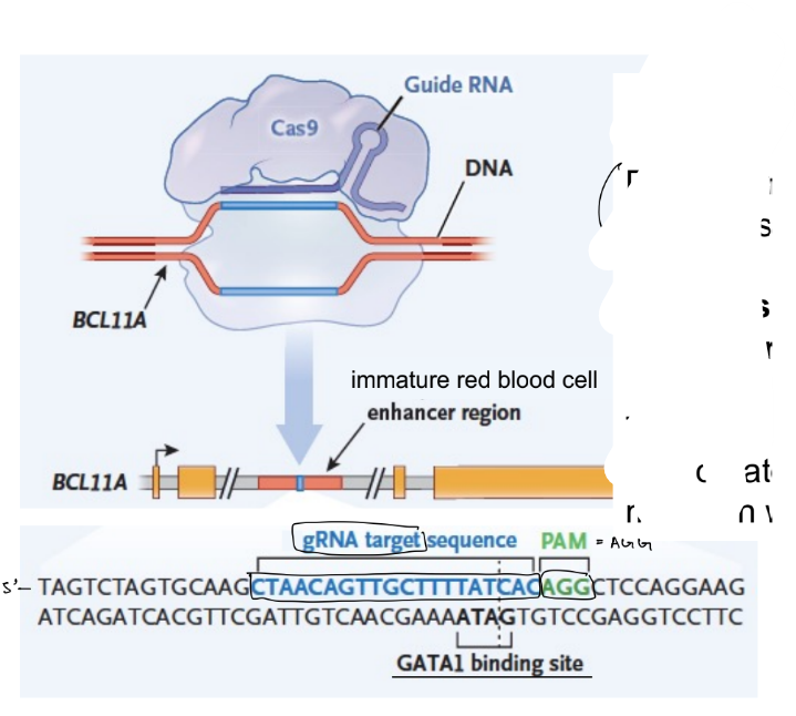 <p>mutation in the BCL11A enhancer was created via NHEJ, so the <u>indel mutation was random</u> → which causes <u>gamma-globin reactivatio</u>n SO can treat SCD</p><ul><li><p>cut out the enhancer located w/in intron of the BCL11A gene (via…)</p></li><li><p>NHEJ occurs to introduce a mutated enhancer / enhancer w/ indels</p><ul><li><p>cause the TF binding site (aka GAT1 binding site) to break</p></li><li><p>SO enhancer stops working</p></li><li><p>SO BCL11A gene expression decreases</p></li><li><p>SO little to no inhibition of gamma-globin expression AKA gamma-globin reactivation, which will treat SCD</p></li></ul></li></ul><p></p>