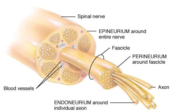 <p>Epineurium (around entire nerve)</p><p>Perineurium (around fascicle) </p><p>Endoneurium (around nerve fiber </p>
