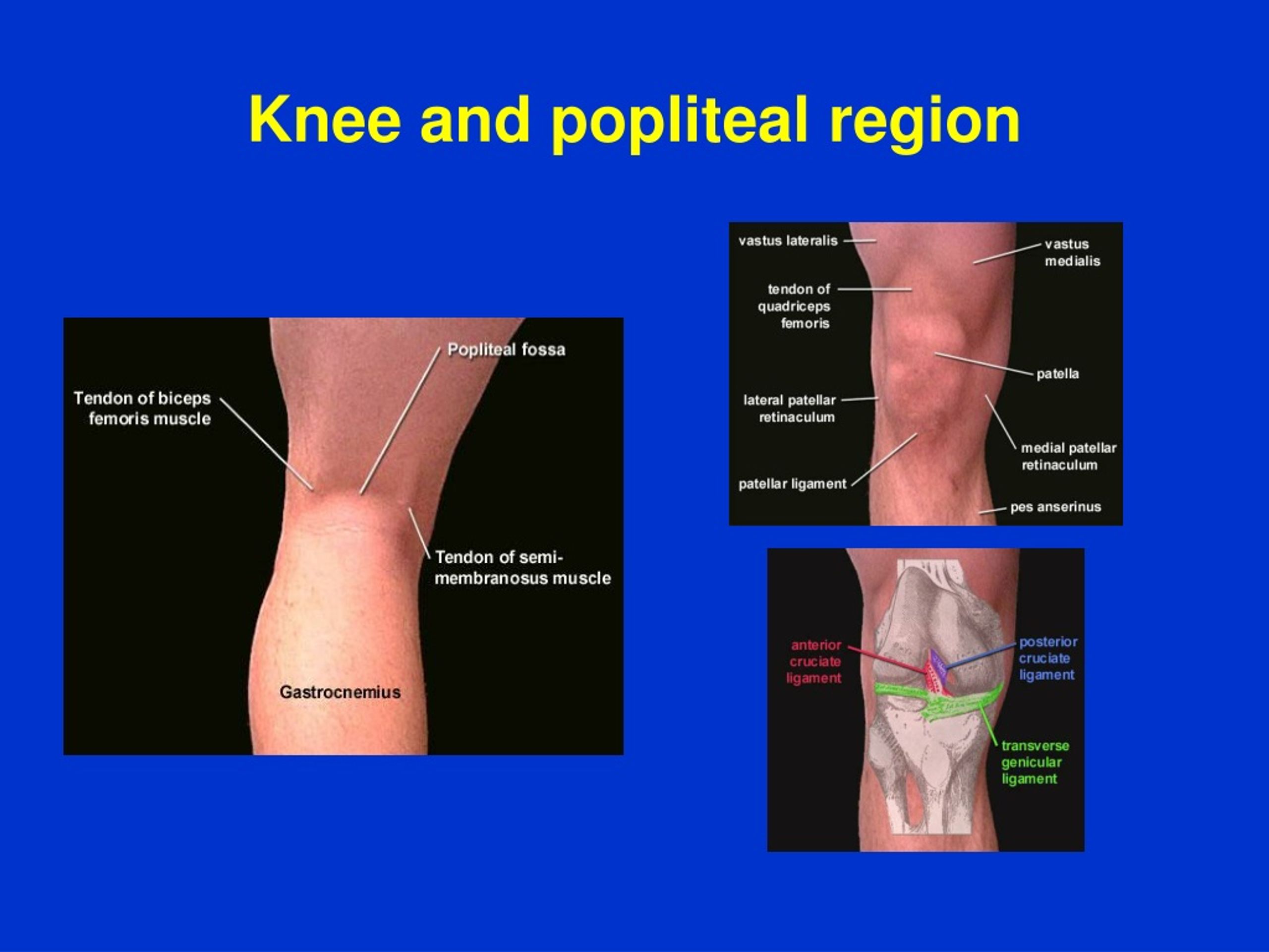 <p>On the back of the knee, the middle soft area </p>