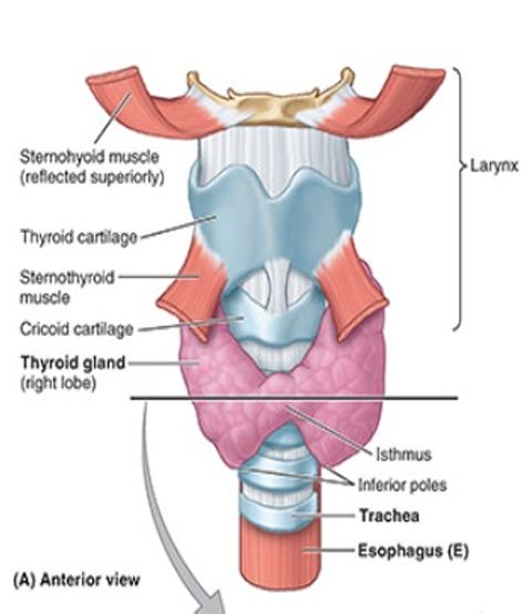 <ul><li><p>part of endocrine layer of visceral pretrach fascia</p></li><li><p>produces</p><ul><li><p><strong>thyroid hormone</strong> = controls rate of metabolism</p></li><li><p><strong>calcitonin </strong>= hormone that controls calcium metabolism</p></li></ul></li><li><p>lies deep to sternothyroid &amp; sternohyoid muscles</p></li><li><p>consists of R and L lobes</p><ul><li><p>anterolateral to larynx and trachea</p></li><li><p>relatively thin isthmus unites lobes over trachea</p></li></ul></li></ul><p></p>