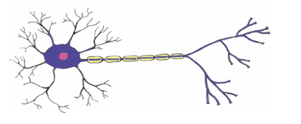 <p>The drawing at right is a __________ neuron, a type of neuron that is implicated in __________.</p>