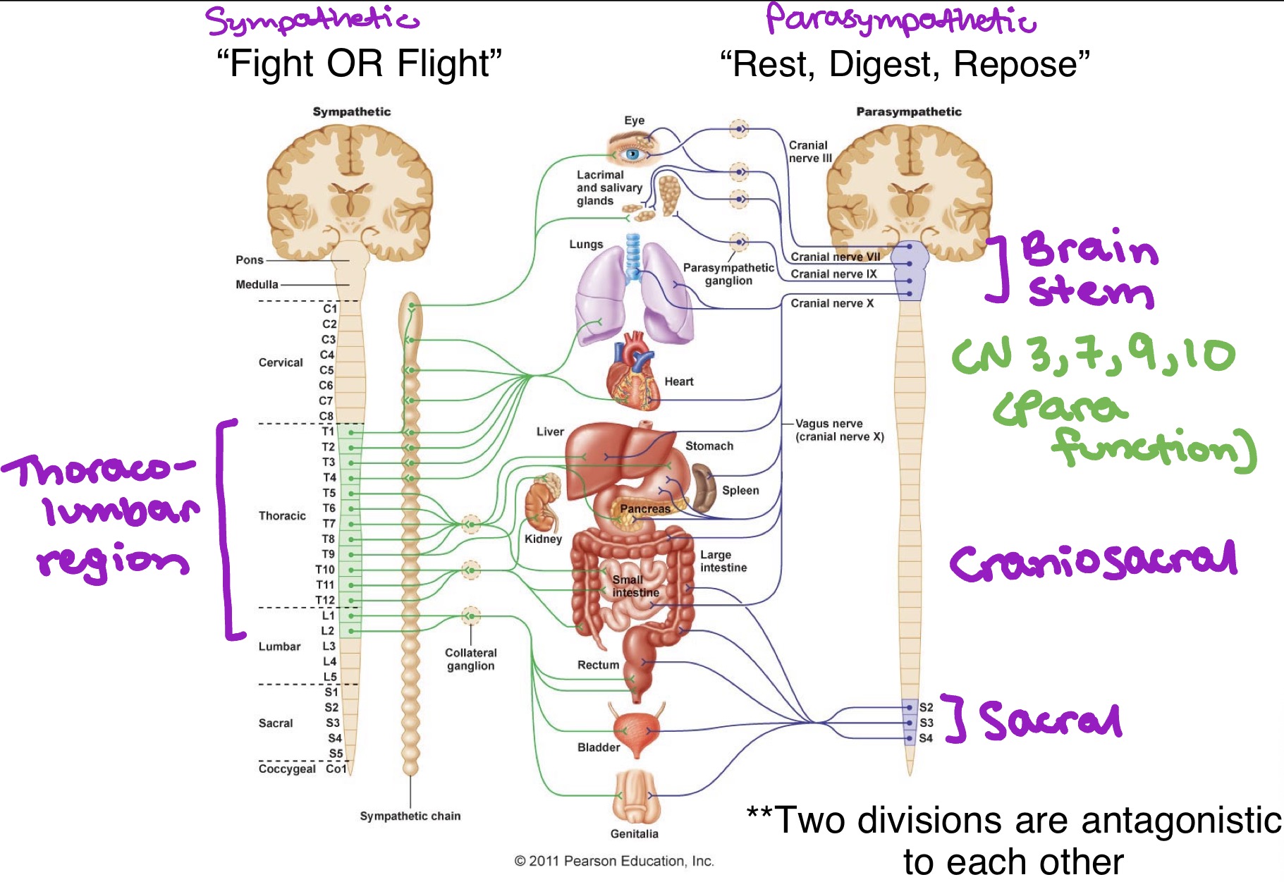 <ul><li><p>Sympathetic (fight of flight)</p><ul><li><p>Thoracolumbar region (T1-L2)</p></li></ul></li><li><p>Parasympathetic (reset &amp; digest)</p><ul><li><p>Brain stem &amp; sacral (S2-S4) → craniosacral</p></li><li><p>CN 3, 7, 9, 10 = parasympathetic function</p></li></ul></li></ul><p></p>