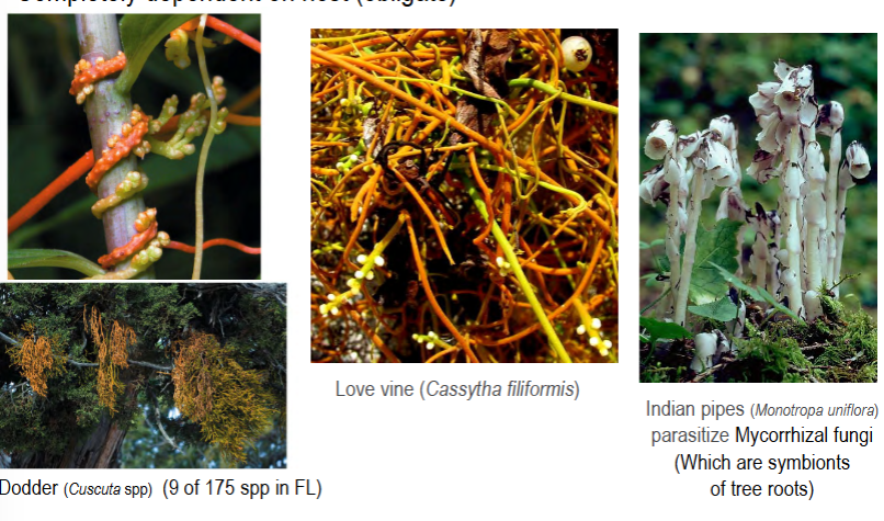 <p>ectoparasitic plants that cannot photosynthesize</p><p>extract all H2O, minerals, and carbohydrates from host plant xylem and phloem</p><p>completely dependent on host (obligate)</p><p>e.g. Haustorium, dodder, corpse flower</p><p>memory tip: <strong>holo</strong> rely <strong>wholly</strong> on their host (sound alike)</p>