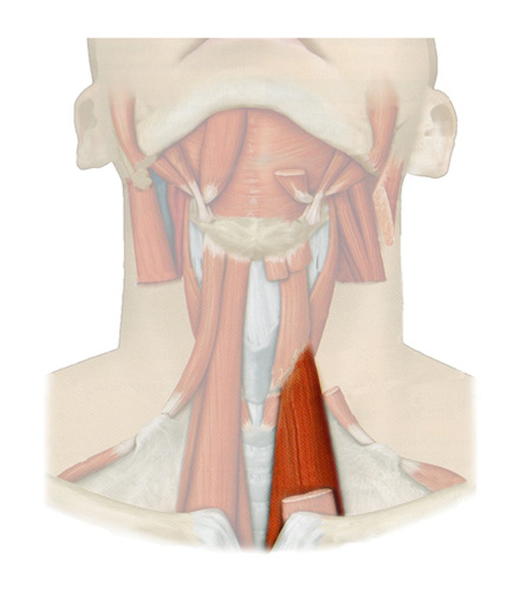 <p>Location: Lower region of muscle near the trachea</p><p>Action: Depresses larynx and hyoid bone</p>