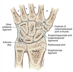 <p>Concave distal radius and articular disc (TFC)</p>