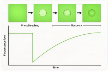 <ul><li><p>Quantitatively measures biomolecule movement in a live cell</p></li></ul><p></p><p>Protocol:</p><ul><li><p>Baseline fluorescence is measured, and an area of the sample is photobleached</p></li><li><p>Over time, photobleached molecules are replaced by unbleached molecules via diffusion</p></li><li><p>Gradually, the area will recover fluorescence based on cell dynamic</p></li></ul><p></p>