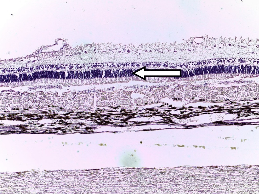 <p>Identify the SPECIFIC layer of cells.</p>