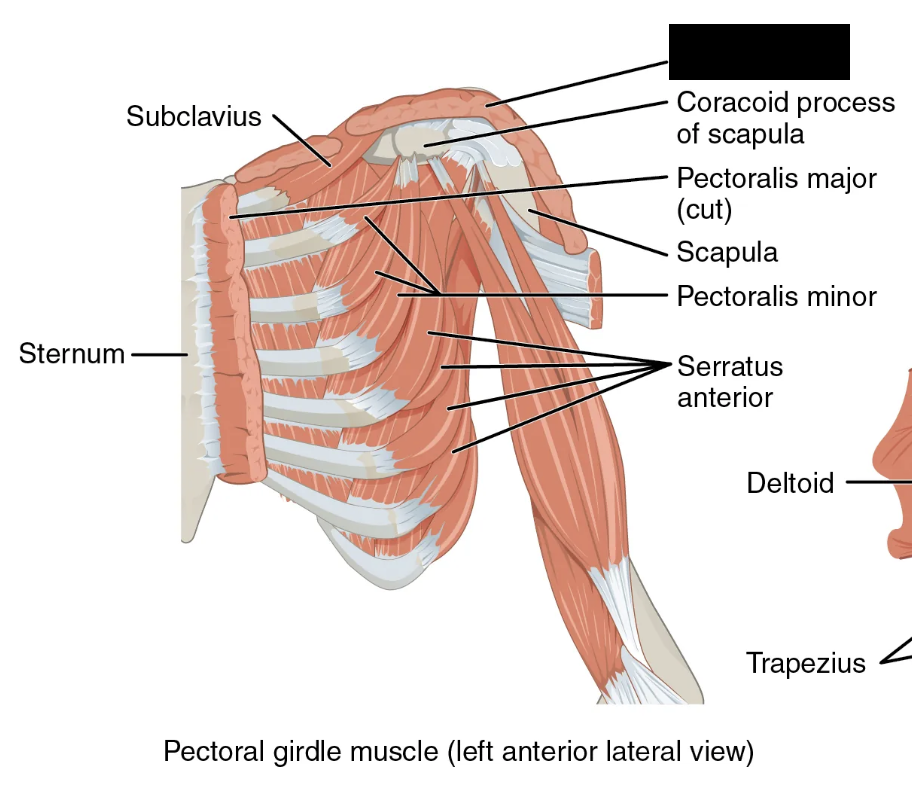 <p>What muscle is this and what is its origin, insertion, and action?</p>