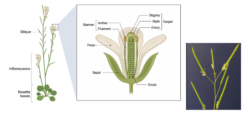 <p>Structure of <em>Arabidopsis thaliana </em></p>