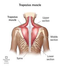 <p>Trapezius</p>