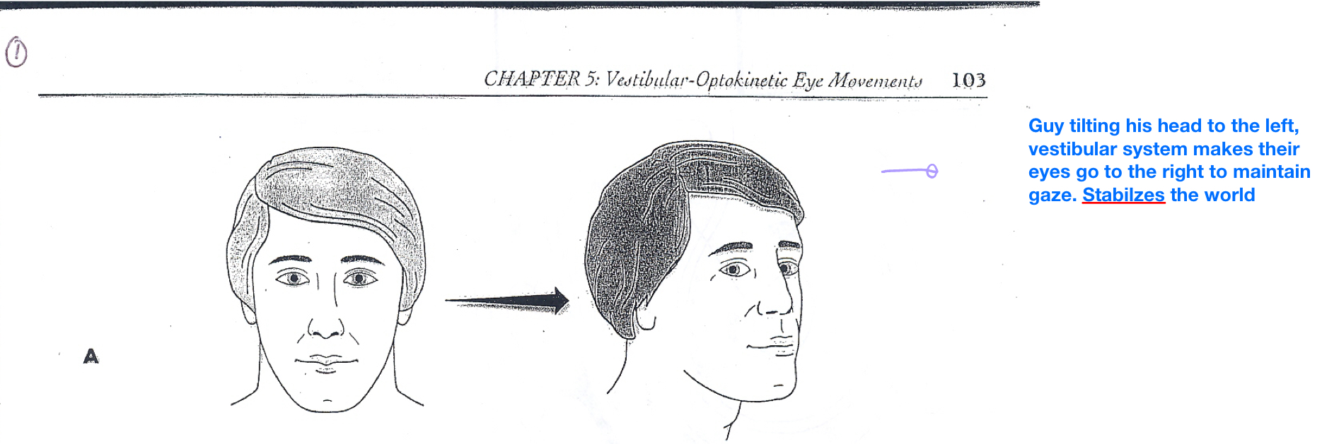 <p>A gaze-holding movement controlled by the inner ear that counteracts "retinal slip" (the blurring that occurs when head motion causes images to shift across the retina). An inner ear infection can disrupt it.</p>