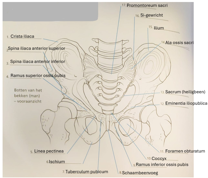 <p>Linea pectinea</p>