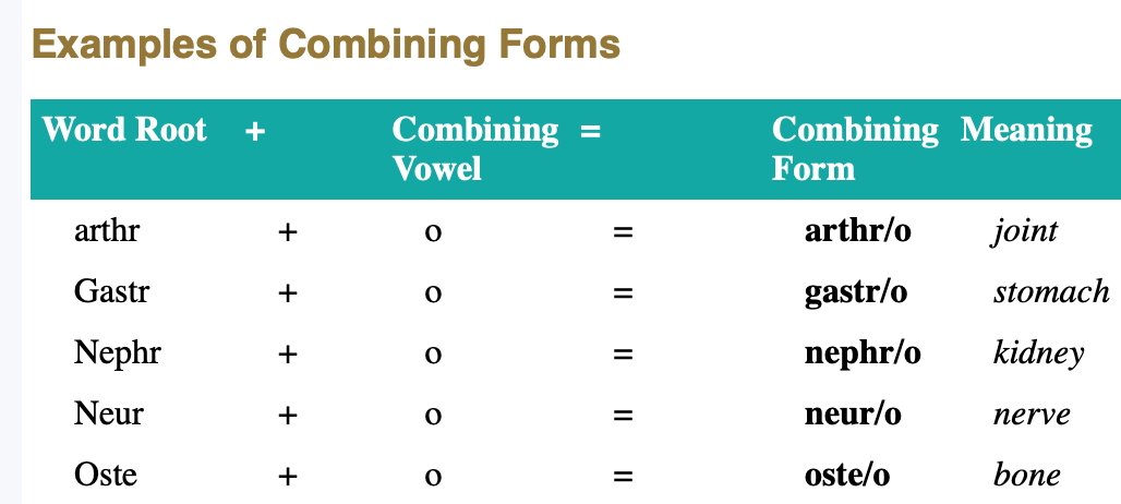 <p>Created when a word root is combined with a vowel. </p>