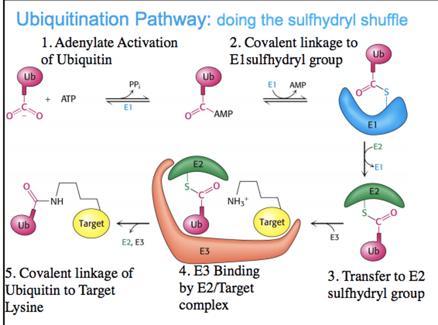 <p>1. E1 (Ubiquitin Activating Enzyme): Forms a thioester bond with ubiquitin, activating it.</p><p>2. E2 (Ubiquitin Conjugating Enzyme): Receives ubiquitin from E1.</p><p>3. E3 (Ubiquitin Protein Ligase): Transfers ubiquitin to a lysine residue on the target protein.</p>