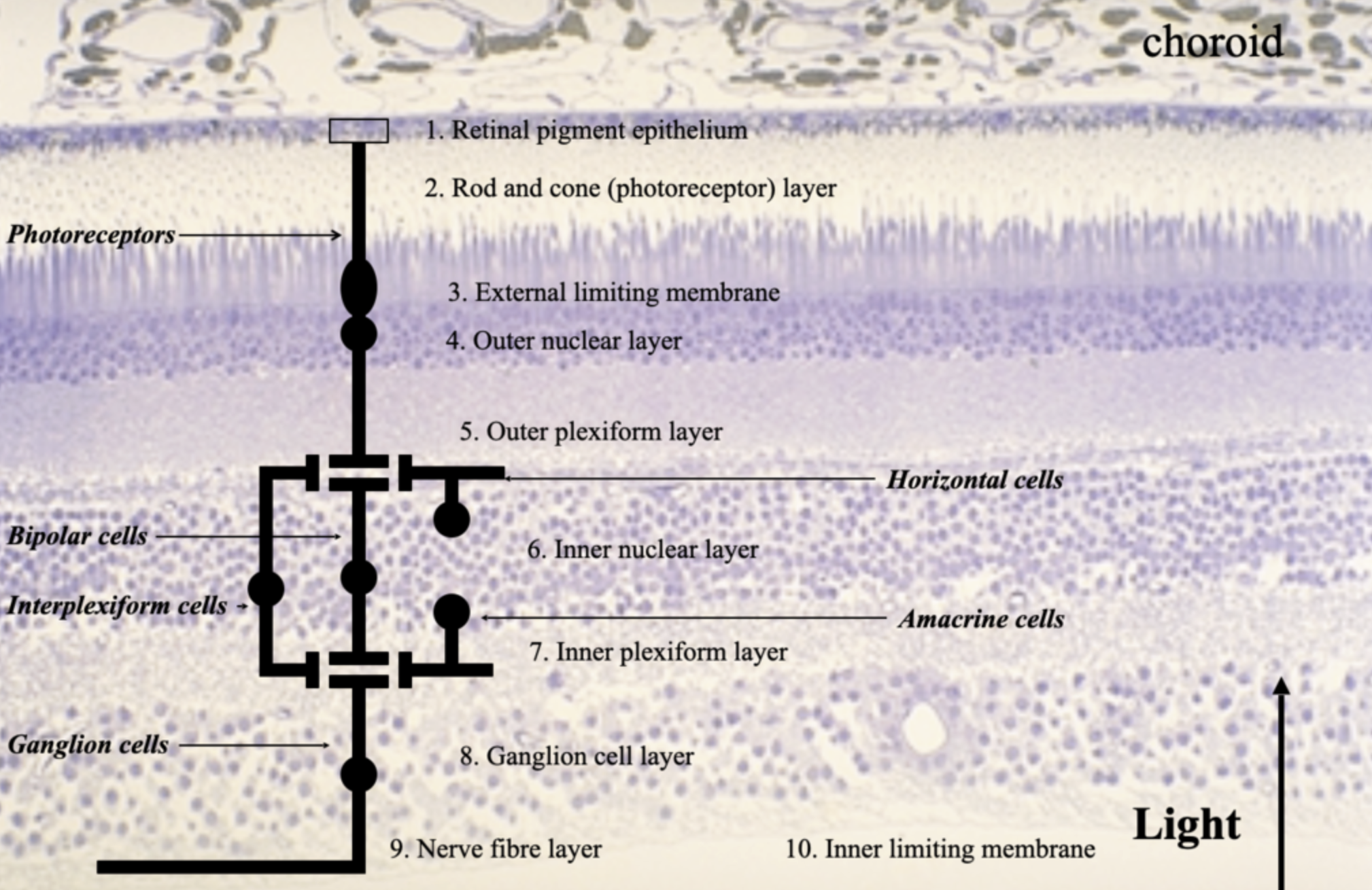 <ul><li><p>Photoreceptors - rods + cones</p></li><li><p>Bipolar cells</p></li><li><p>Horizontal cells</p></li><li><p>Amacrine cells</p></li><li><p>Retinal ganglion cells</p></li><li><p>Müller cells</p></li><li><p>RPE cells</p></li></ul><p></p>